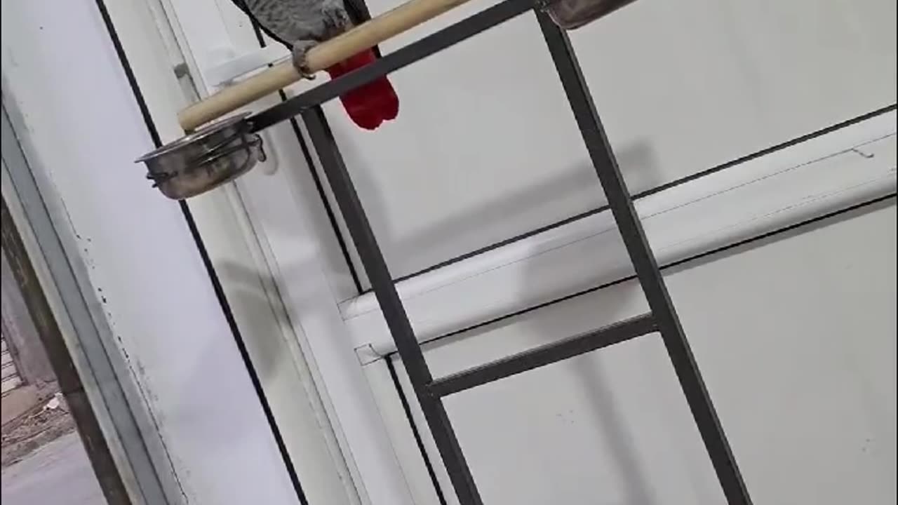 بيروكي