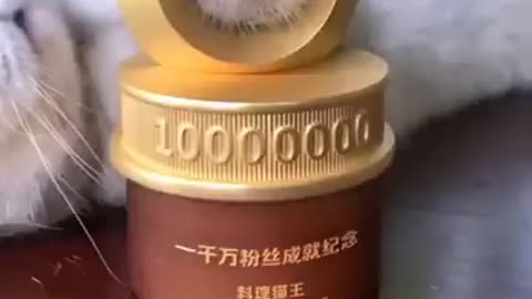 Funny Animal