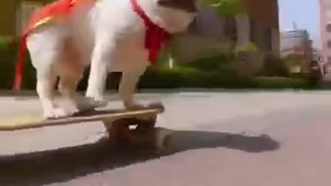 Skatedog 17