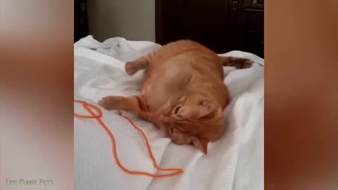 Animal lover funny animal cute animal