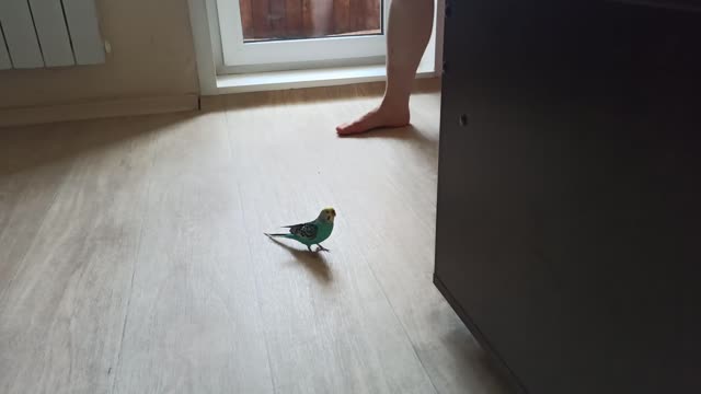 Little parrot