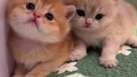 Adorable Kittens