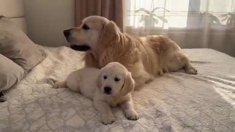 What does a Puppy do when a Golden Retriever ignores him