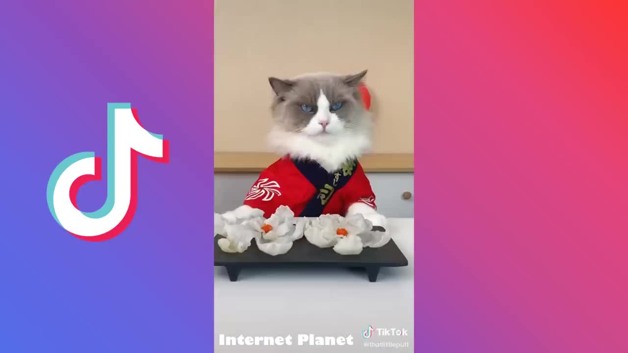 FUNNY CAT COMPILATION #1