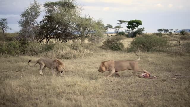 Lion Fighting