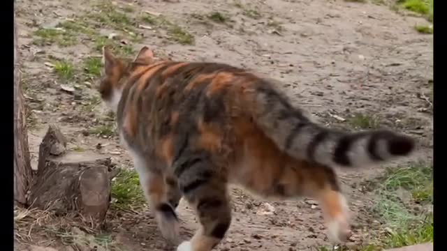 Cat Cute Cat Forest Cat Video