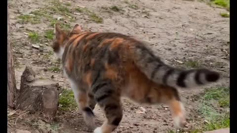 Cat Cute Cat Forest Cat Video