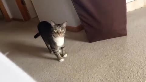 sneaky cat pounce