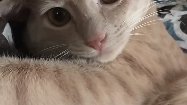 My cute cat named Peach, breed of Arabian Mau