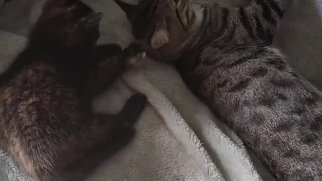🥰🥰🥰🥰 have a meow day