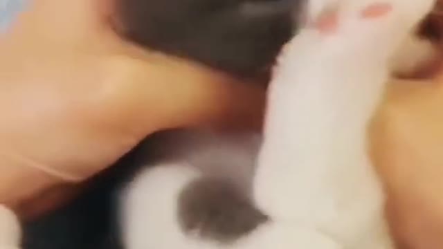 Cute funny 🐈 videos