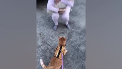 funniest dog and cat video you gotta love this