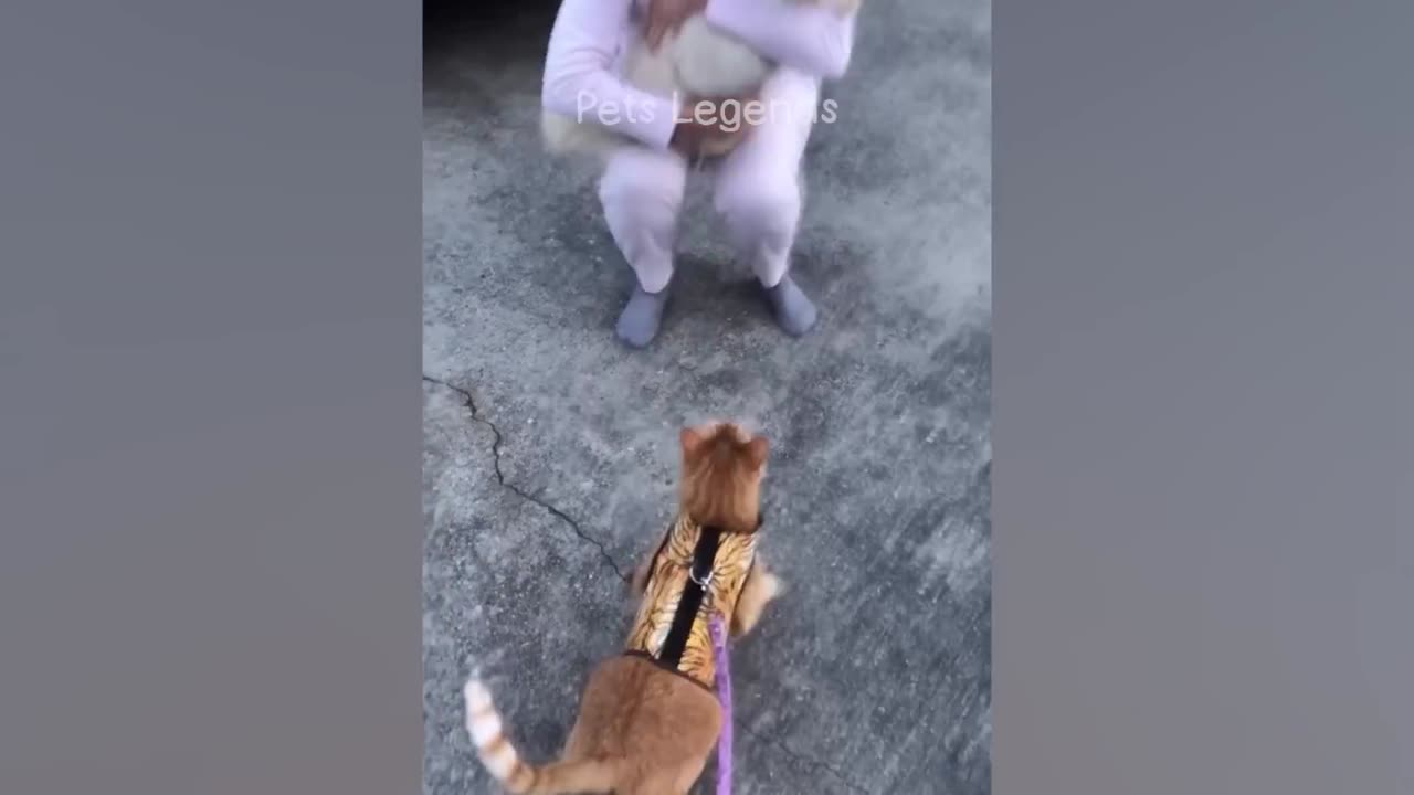 funniest dog and cat video you gotta love this