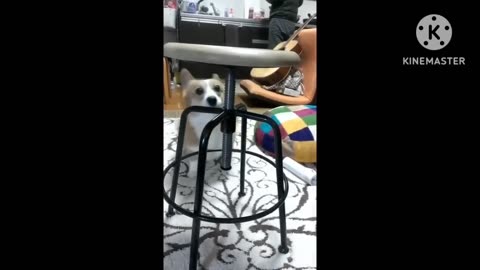 Cute dog fun with chair 😀