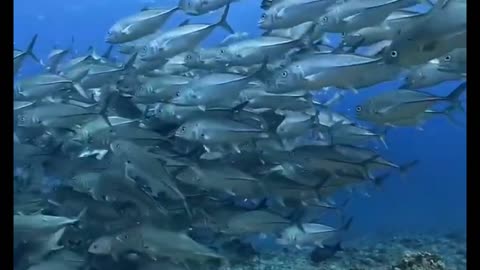 a dive into a shoal 🐟