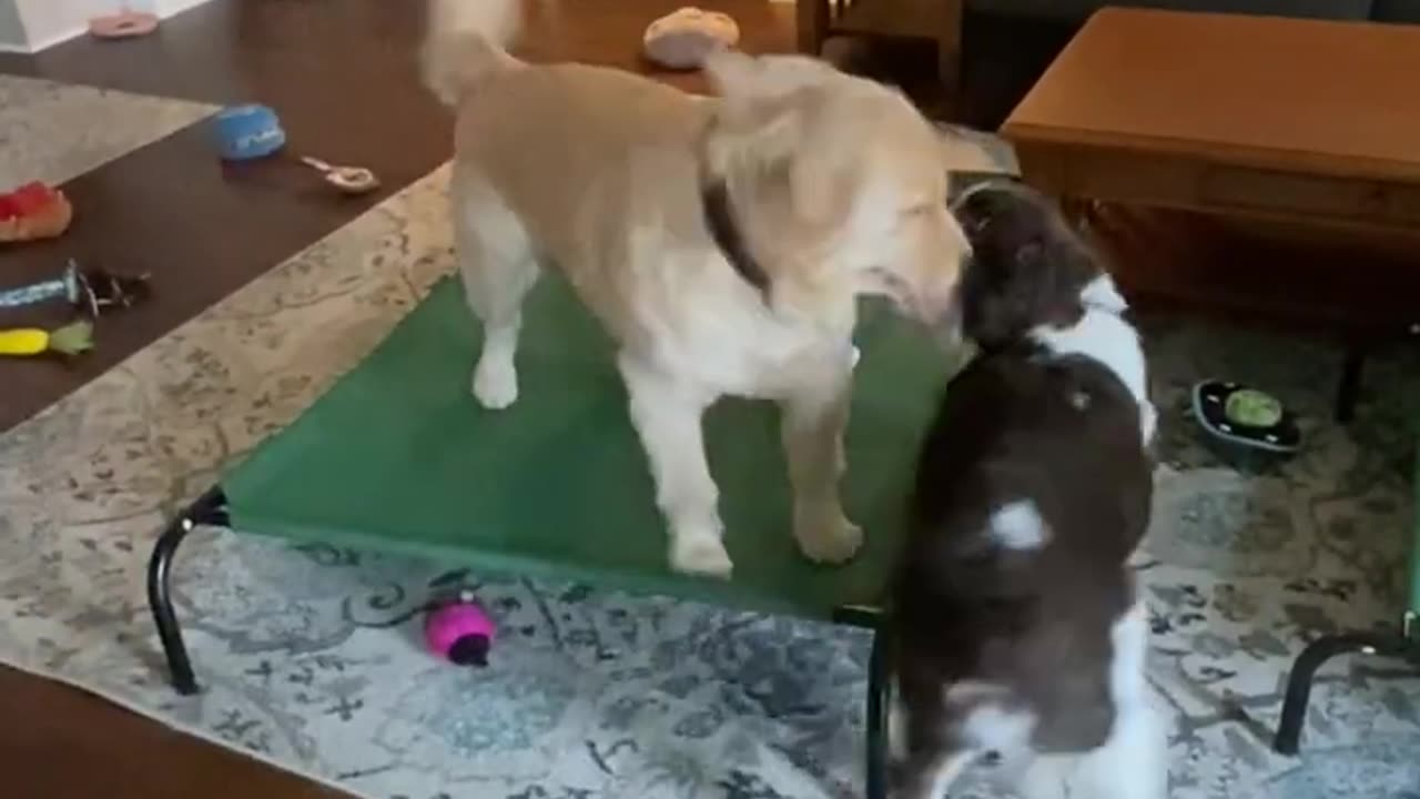 https://youtu.be/3yGZFCDRMqo?si=FE2hBeu7zNGyCbtI