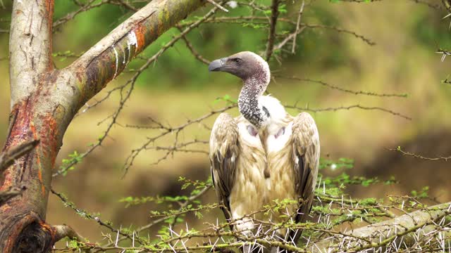 Wild Videography Pets Lovers