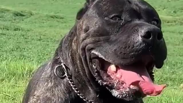 đ5 Bravest dogs that will face even wild beasts video