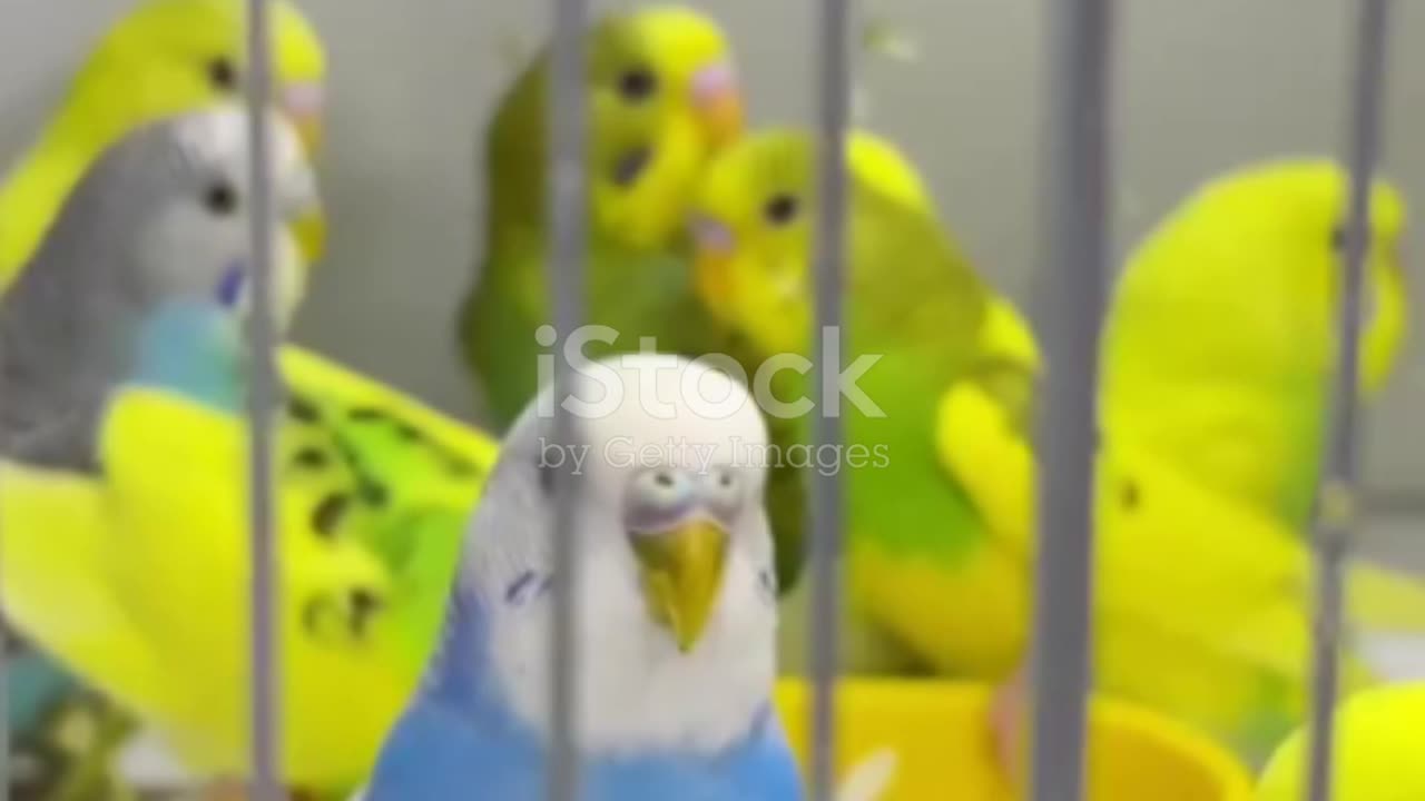 Budgies Australia's Playful Parakeets||Budgerigar Care Tips, Facts, and Information||#ParrotCare