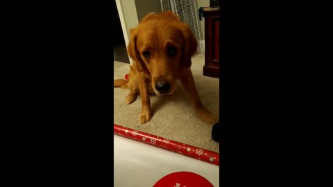 Dogs give Dad the "Puppy Dog Eyes"