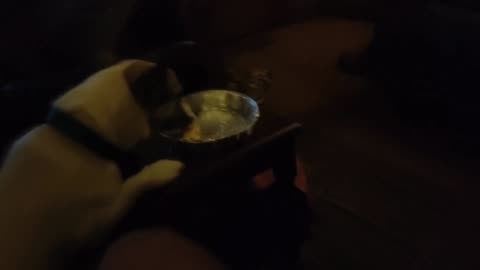 My dog stealing food