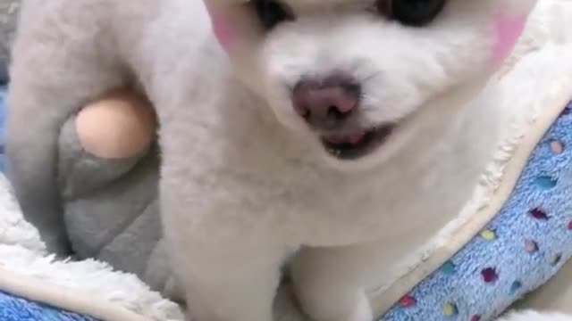 Cute baby funny videos