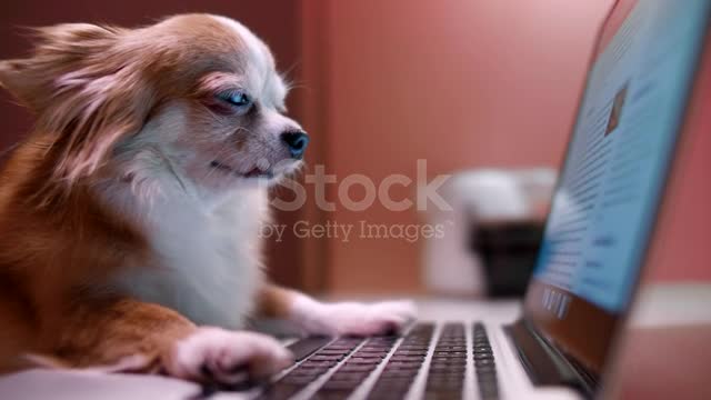 Chihuahua watching laptop screen at night stock video