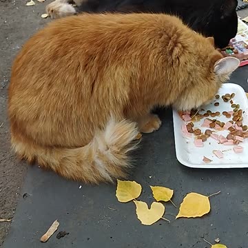 Three Beautiful Kittens Eating Enthusiastically in the Fresh Air😻