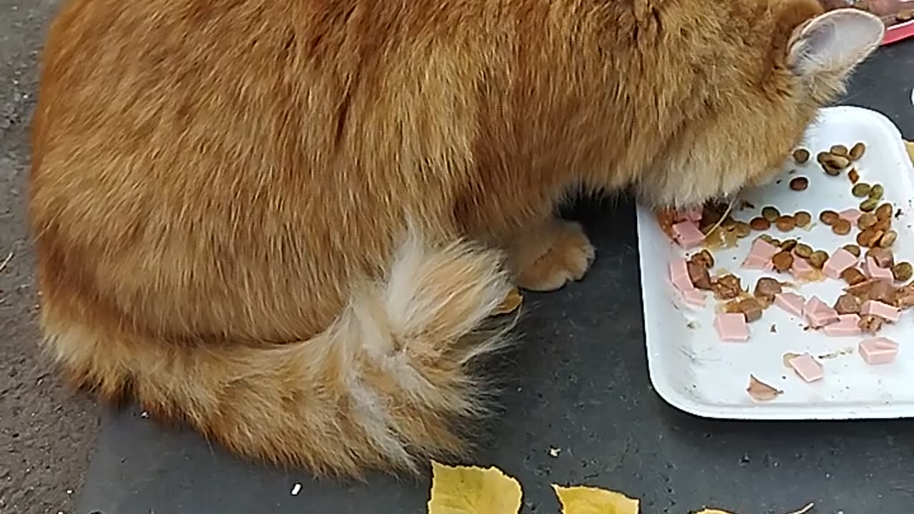 Three Beautiful Kittens Eating Enthusiastically in the Fresh Air😻