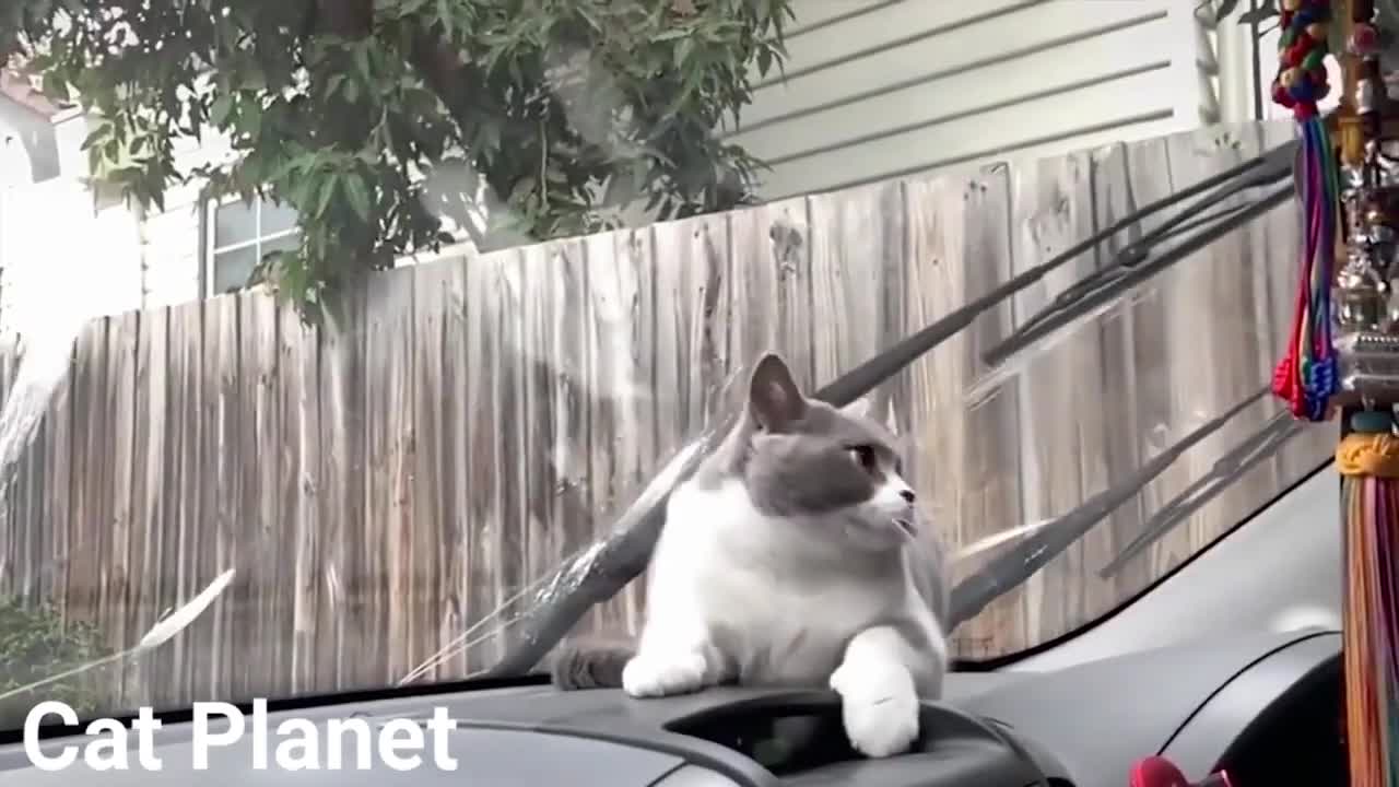 Cute Cats and Funny Cat Talking