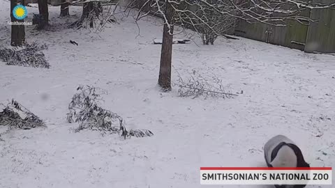 Panda Joy in the Snow #shorts #viral #shortsvideo #video