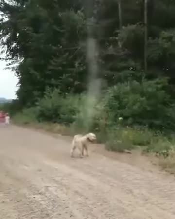 ~ Dog Saves Entire Town From Tornado.....Daily Smile ~