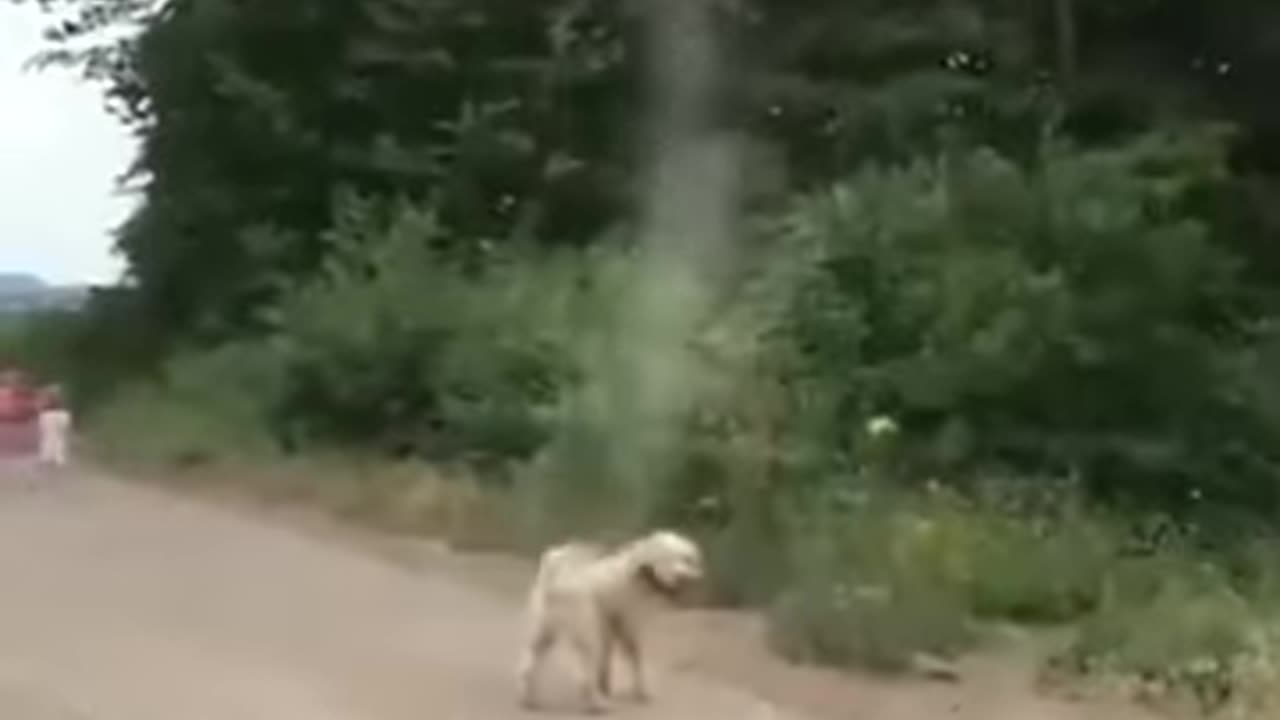 ~ Dog Saves Entire Town From Tornado.....Daily Smile ~