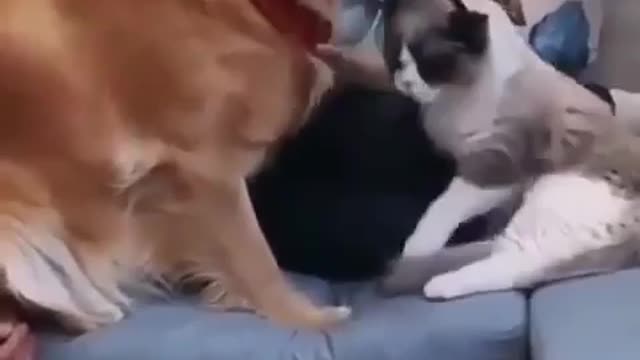 Dog and cat😀😀😀😀😀😀