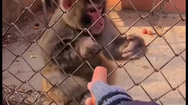 Cat fight with person for banana