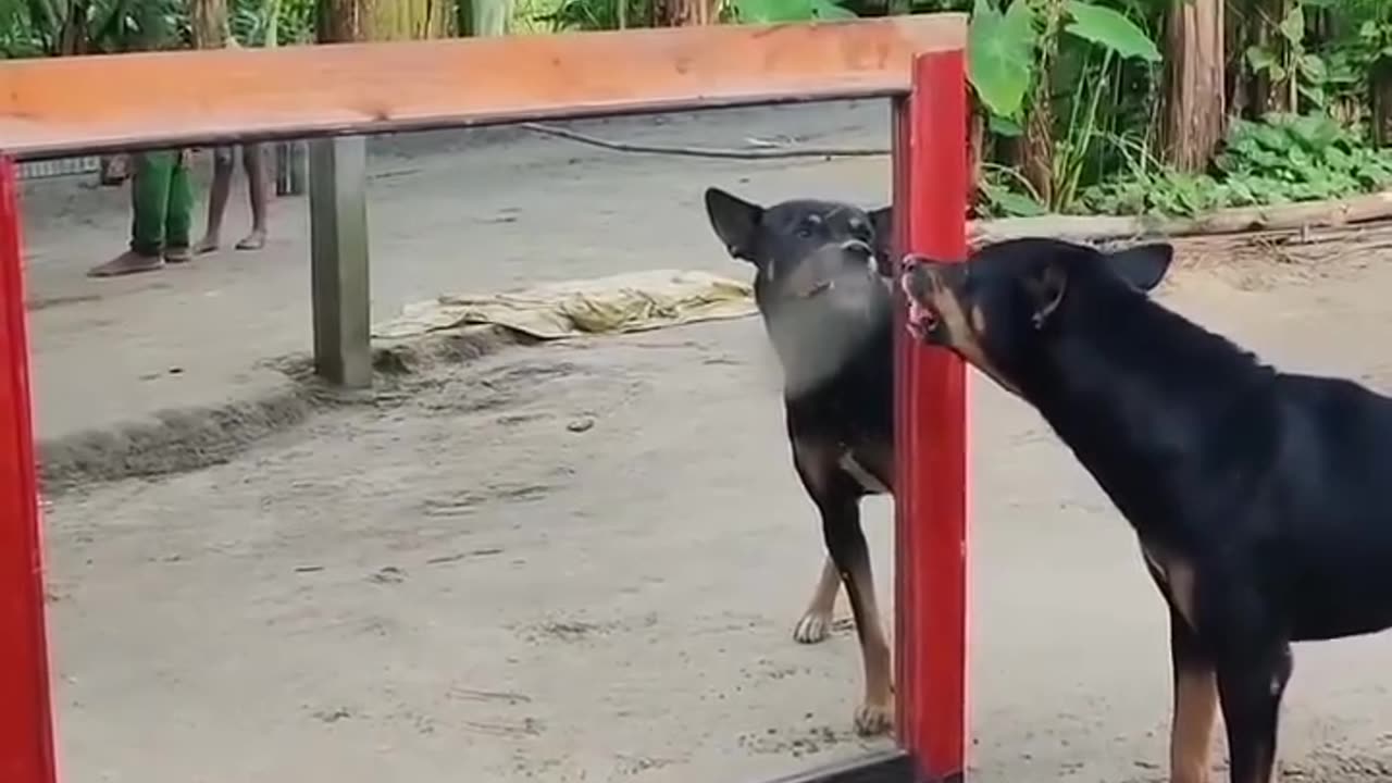 Funny dog 🤣
