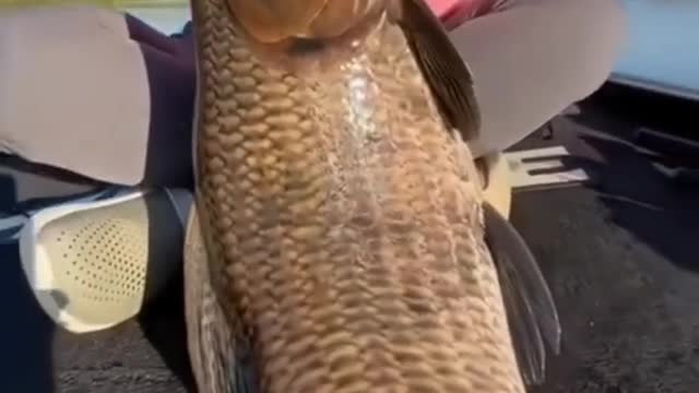 What kind of fish is this