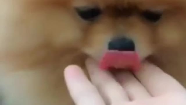 The world best cute dog | beutiful dog in the world | dog funny video |. #short #for you