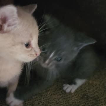 What are they doing?