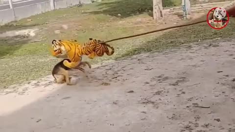 Fanny Prank dog.. ehh fake lion and tiger