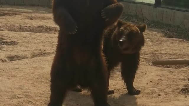 A big black bear group