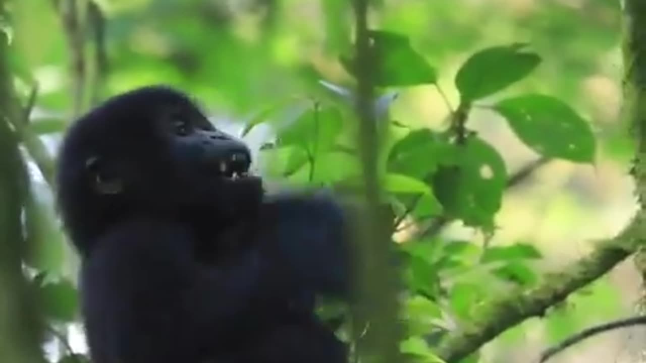 Baby "mountain gorilla" tries to imitate adults..