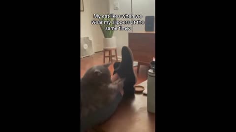 Cat shares slippers with owner