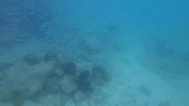 Freedive at dusk.