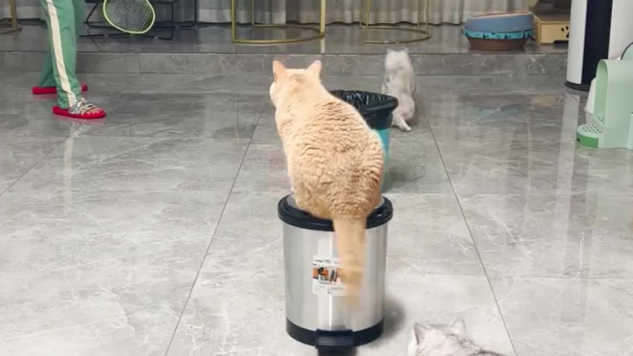 Cute cats playing