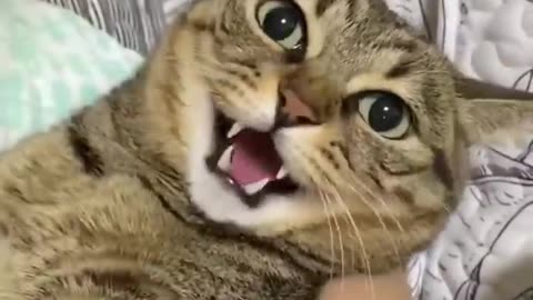 Crazy Funny Cute Cats Virap Clips😹|| Best #funny Cats #shorts Video😂|| #trending #animals #reels