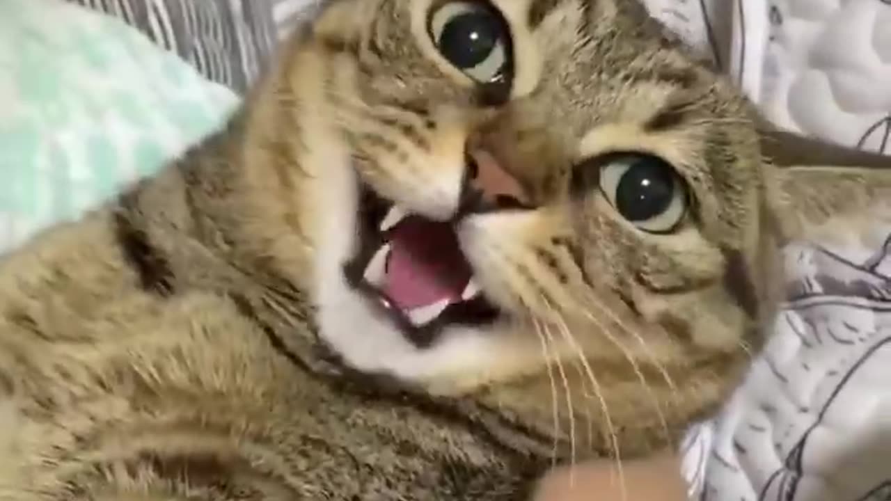 Crazy Funny Cute Cats Virap Clips😹|| Best #funny Cats #shorts Video😂|| #trending #animals #reels