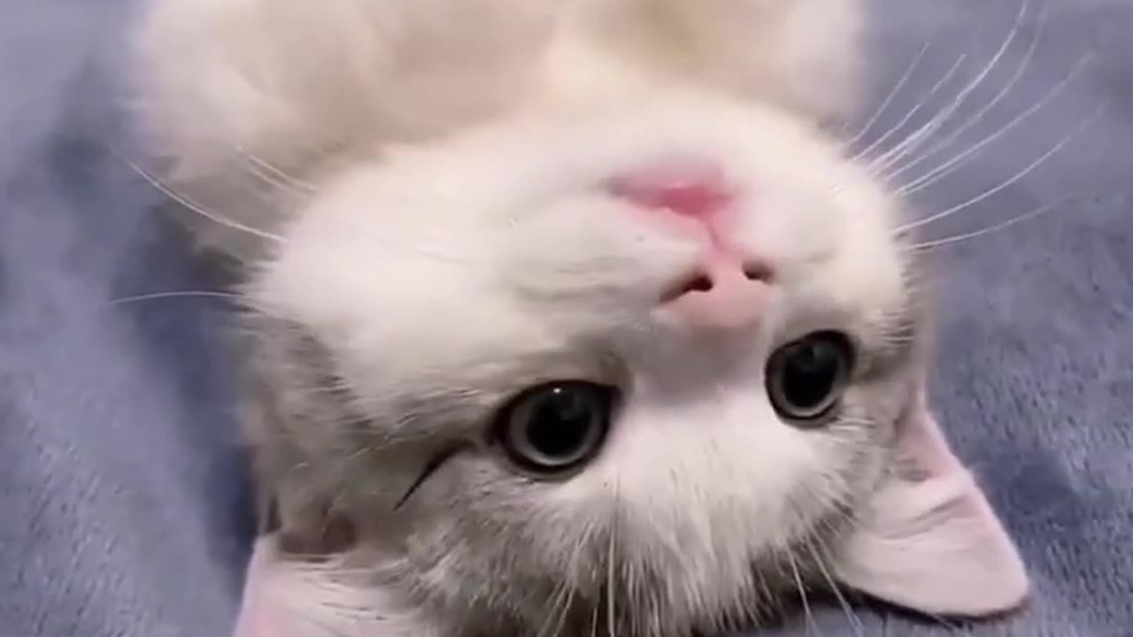 Cute cats and kittens videos