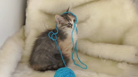 Cute kitten playing with wool ball