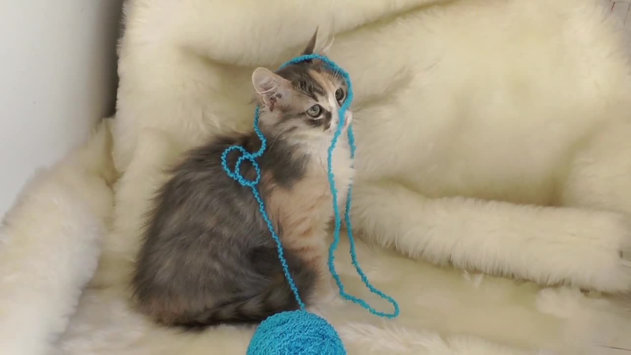 Cute kitten playing with wool ball